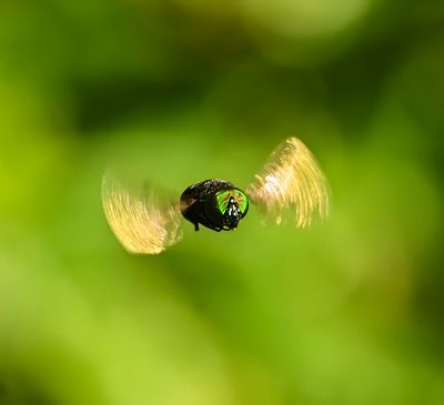 Green Jewel Fly -Ornidia obesa- Male