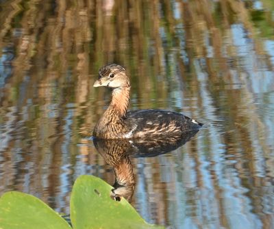 Pied-Billed Grebe -breeding markings-