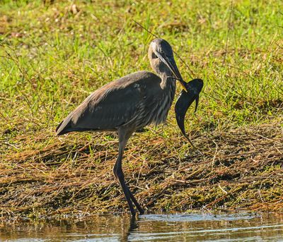 Heron with a Catfish