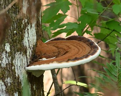 Very large Tree Fungus
