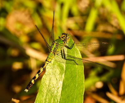 Eastern Pondhawk female