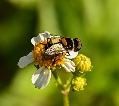 Syrphidae -Palpada albifrons- male