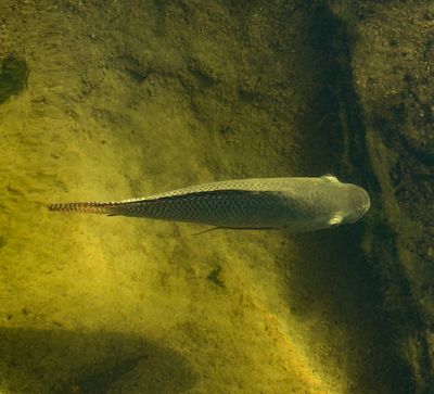 Fish in a nest