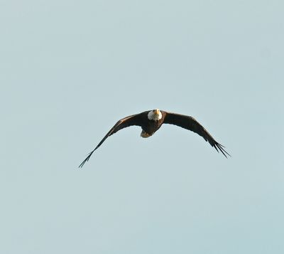 Bald Eagle with a fish