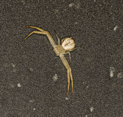 small Misumena crab spider