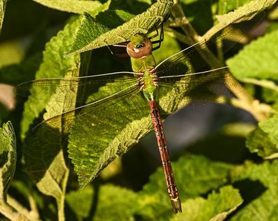 large Eastern Green Pondhawk dragonfly -male-