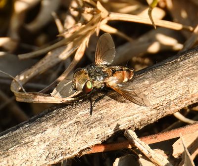 Small Bee