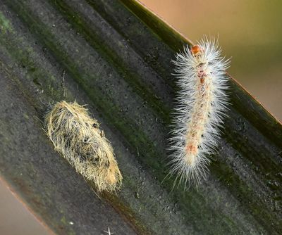 Two Edwards Wasp Moths