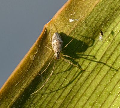 White spider -Tetragnatha-