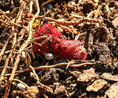 Red Coral mushroom  -Ramaria stuntzii-
