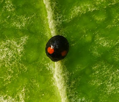 Twice Stabbed ladybug -Chilocorus stigma-