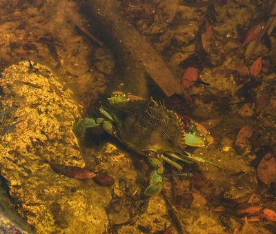 Pond Blue Crab with minows
