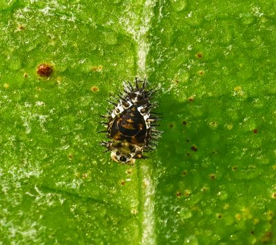 Ladybug pupa exoskeleton