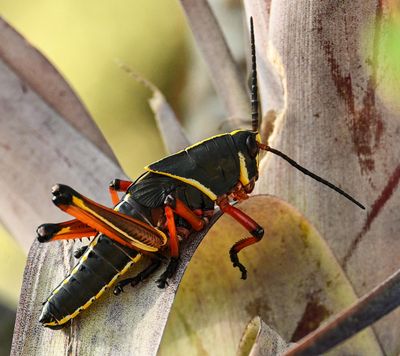 Eastern Lubber grasshopper -nymph-