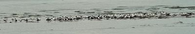 American Oystercatchers -at the beach-