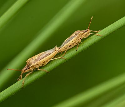 Rice Stink Bugs -mating-