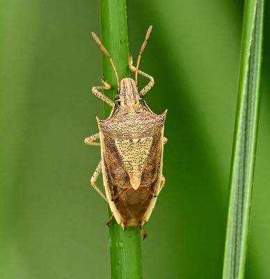 Rice Stink Bug -Oebalus pugnax-