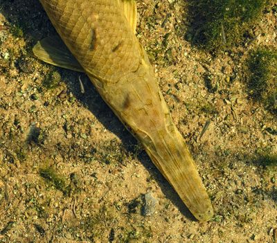 Spotted Gar fish
