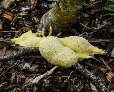 Slime mold leaving a trail