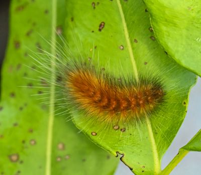 Virginian Tiger moth  caterpillar -Spilosoma virginica-