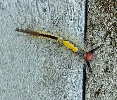Whited-marked Tussock moth caterpillar  -Erebidae-