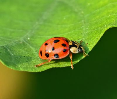 Fourteen-spot Asian Lady Beetle
