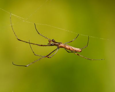 Ogrefaced spider -Deinopus spinosa- walking