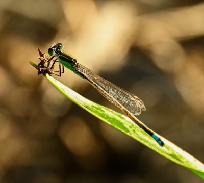 Bluetail, Greenbody Damselfly -Ischnura ramburii- male