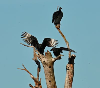 Florida Black vultures