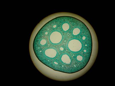 Water Lilly stem section -Nymphaea aqustio-