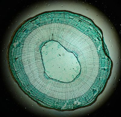 Tilia stem -ring system of Bass Wood-.