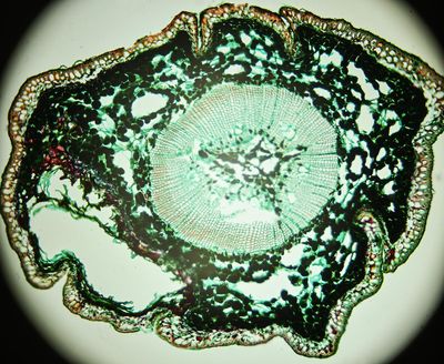 Pine stem section