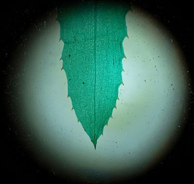 Hydrilla -invasive water plant-