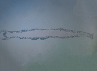 Hydra -Hydrozoa-