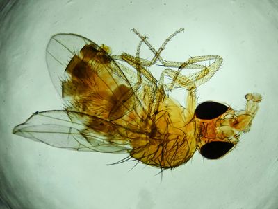 Fruit Fly -Drosophila melanogaster- male