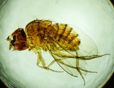 Fruit Fly -Drosophila melanogaster- female-