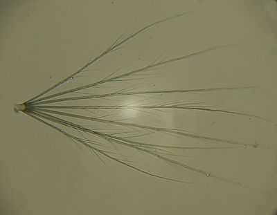 Dandylion Fuzz -Pappus-seeds-