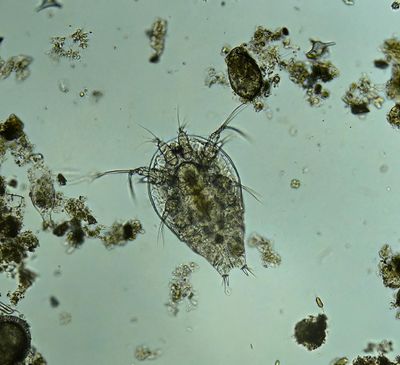 Copepod larvae