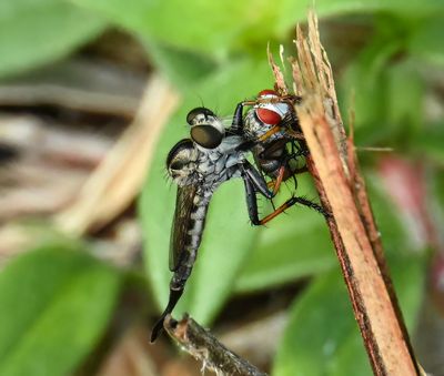 Robber Fly with prey -Efferia-