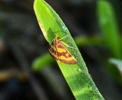 Pink-And-Yellow Rosy Maple moth -Dryocampa rubicunda-