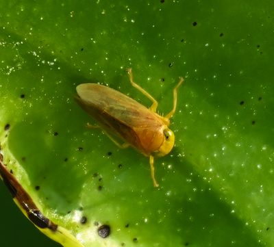 Planthopper -Omolicna uhleri-