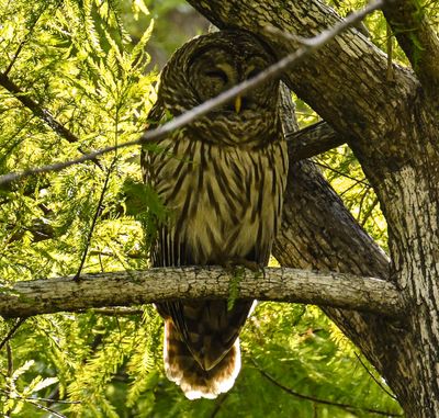 Barred Owl