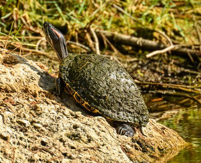 large Red-ear Slider -Trachemys-
