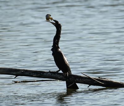 Anhinga swallowing a fish