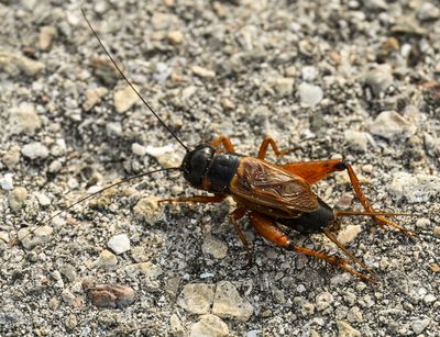 Gryllus firmus cricket -male-