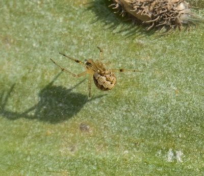 Theridion spider