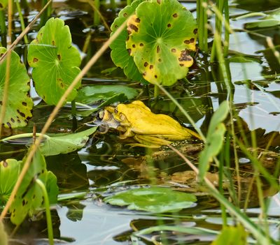 Cuban Tree frogs -mating-