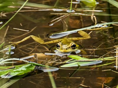 Cuban Tree frog