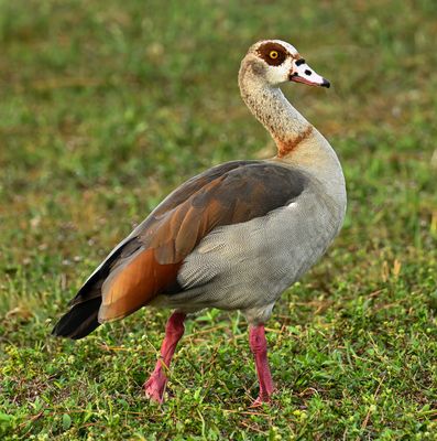 lone Egyptian goose