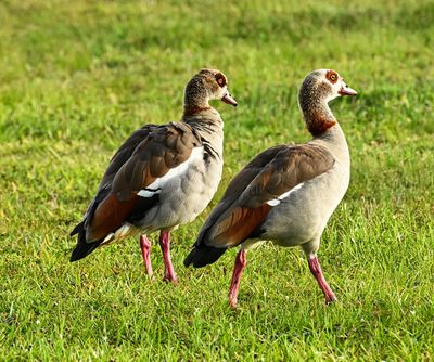 pair of Egyptian geese